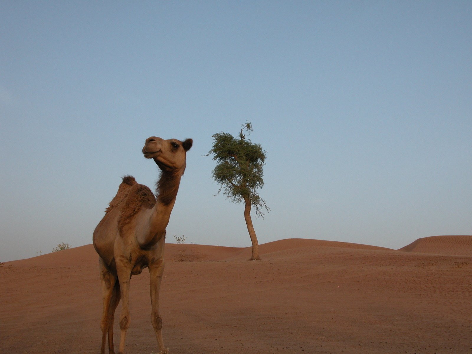 a lone camel standing in the middle of a dirt plain
