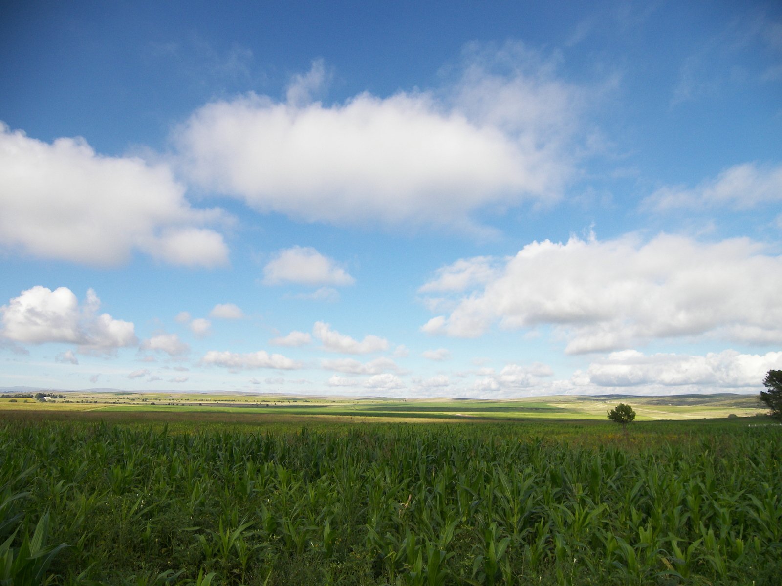 some clouds are above a field with green grass