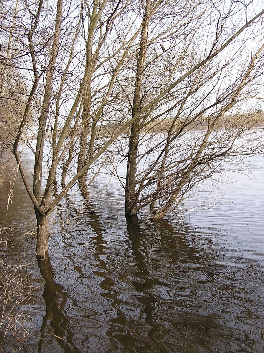 trees sitting on the side of a lake under high water