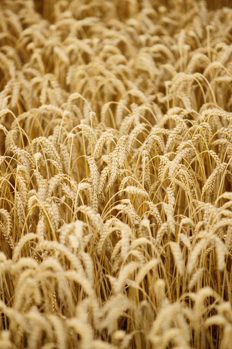 closeup of barley plants in a wheat field