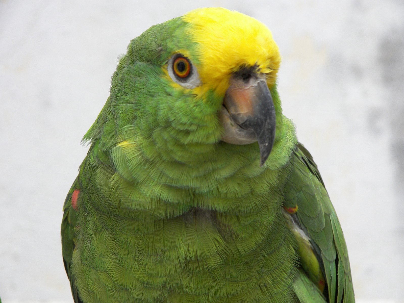 the yellow - throated green parakeet is standing next to another bird