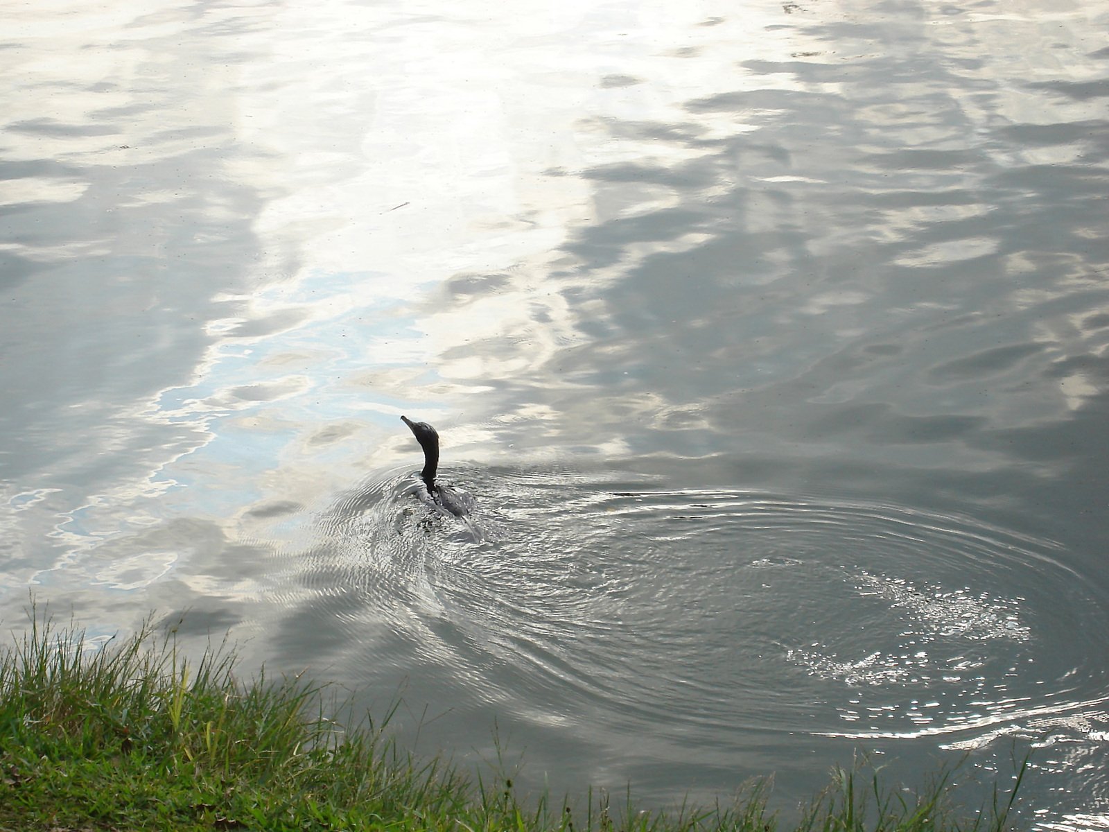 a duck is swimming in a lake with grass and sky reflected on it