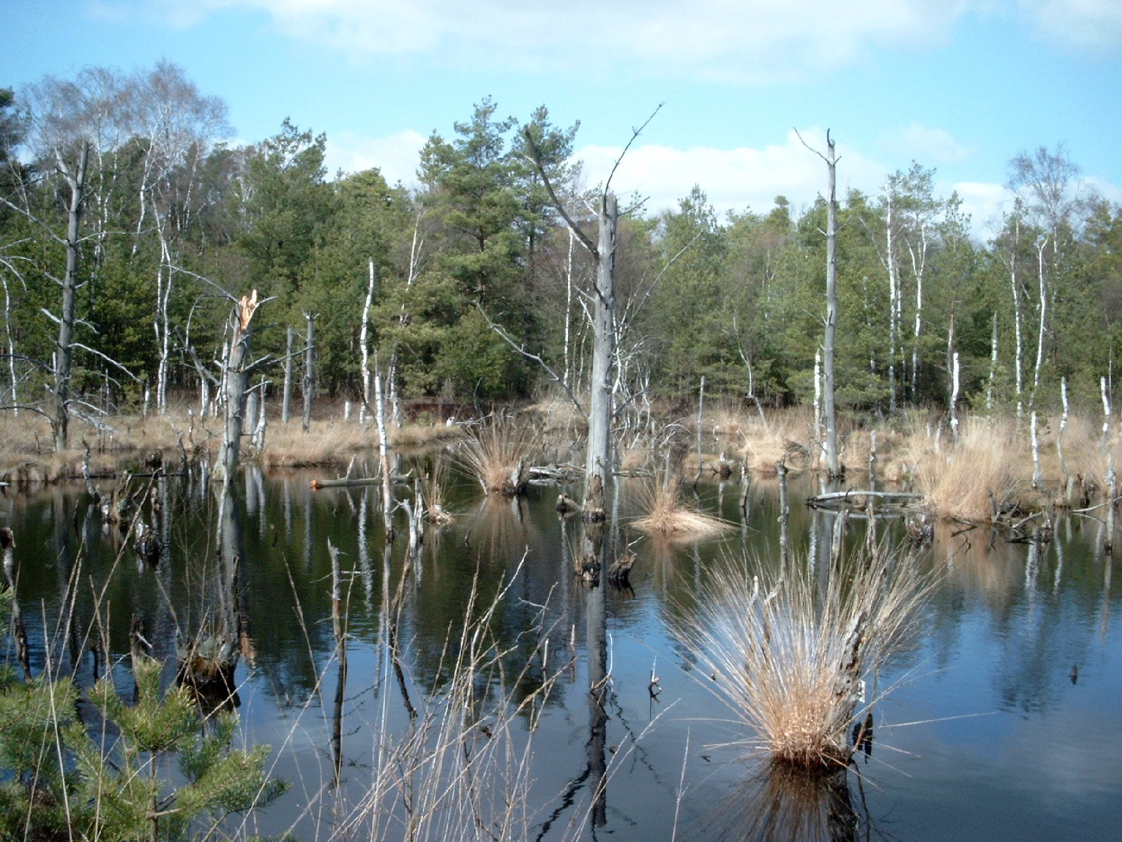 a pond surrounded by dry grass and some trees