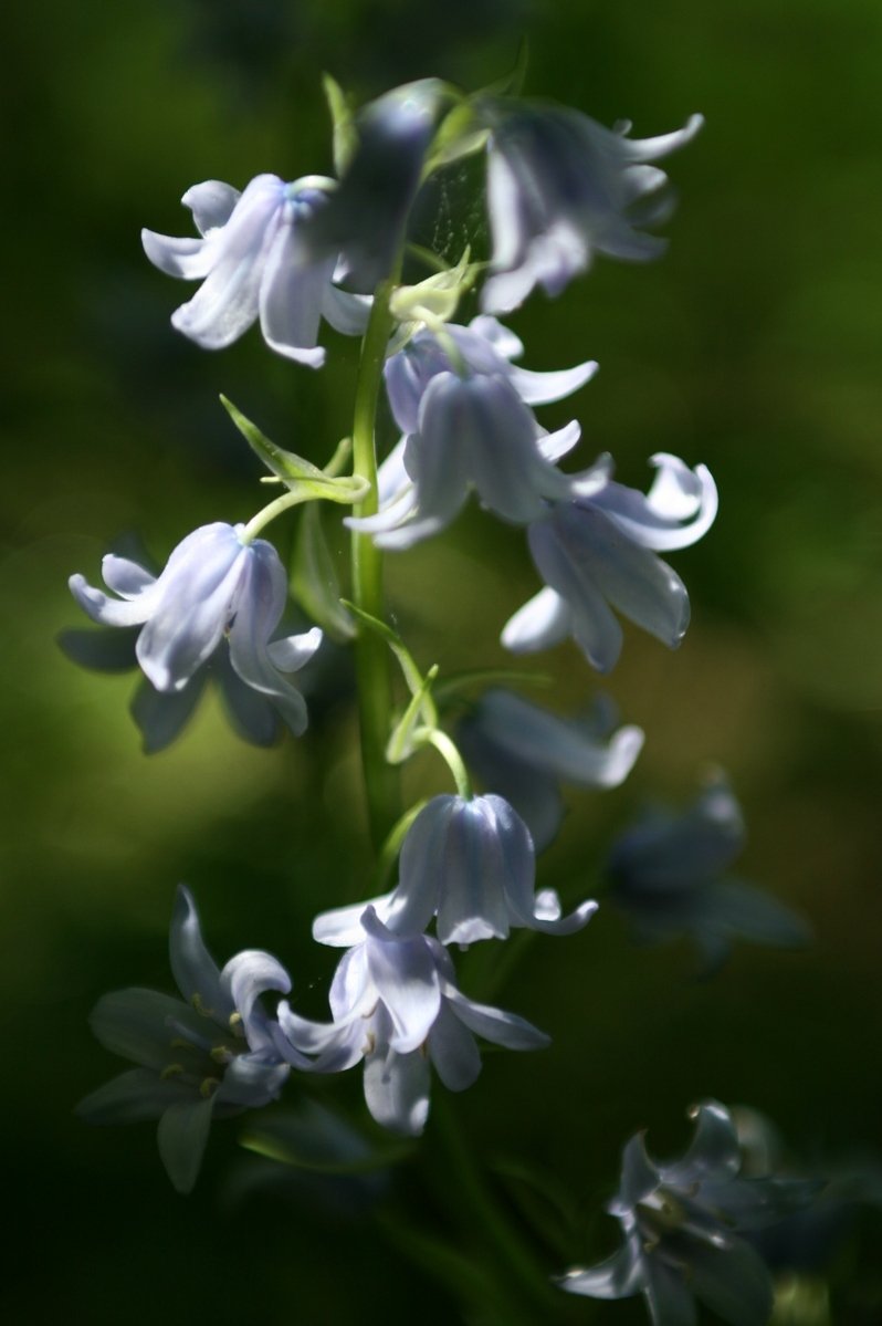 a close up of some pretty flowers in the day light