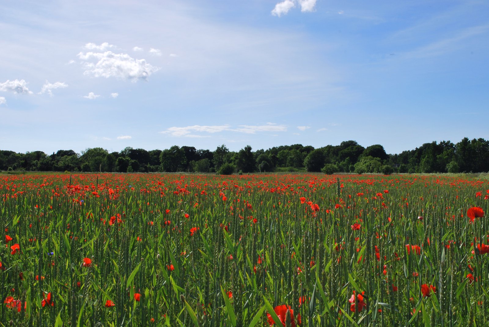 a field full of red flowers in the sun