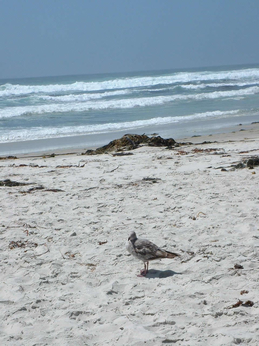 a bird standing on a sandy beach in front of the ocean