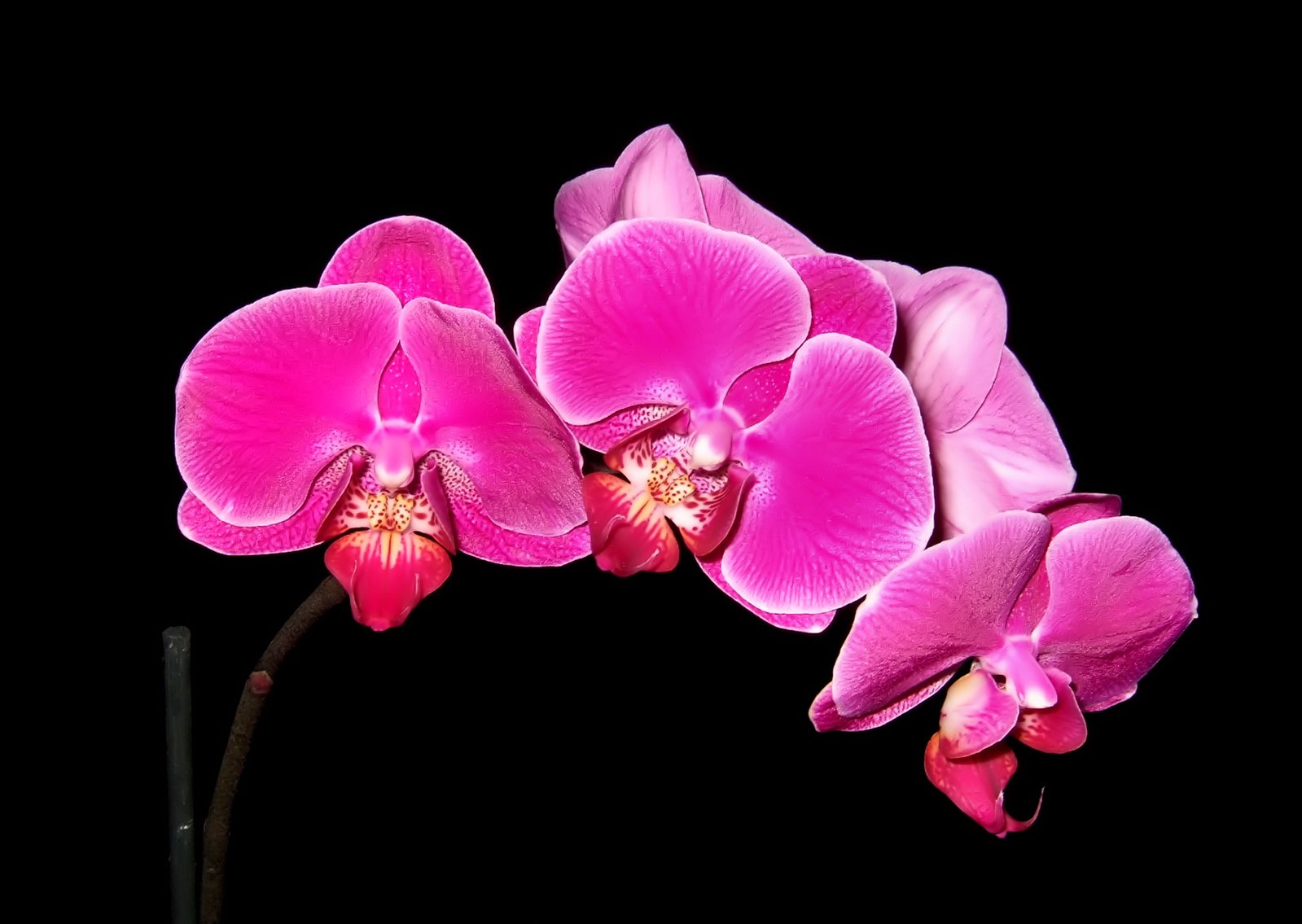 two pink orchids with long stems against a black background