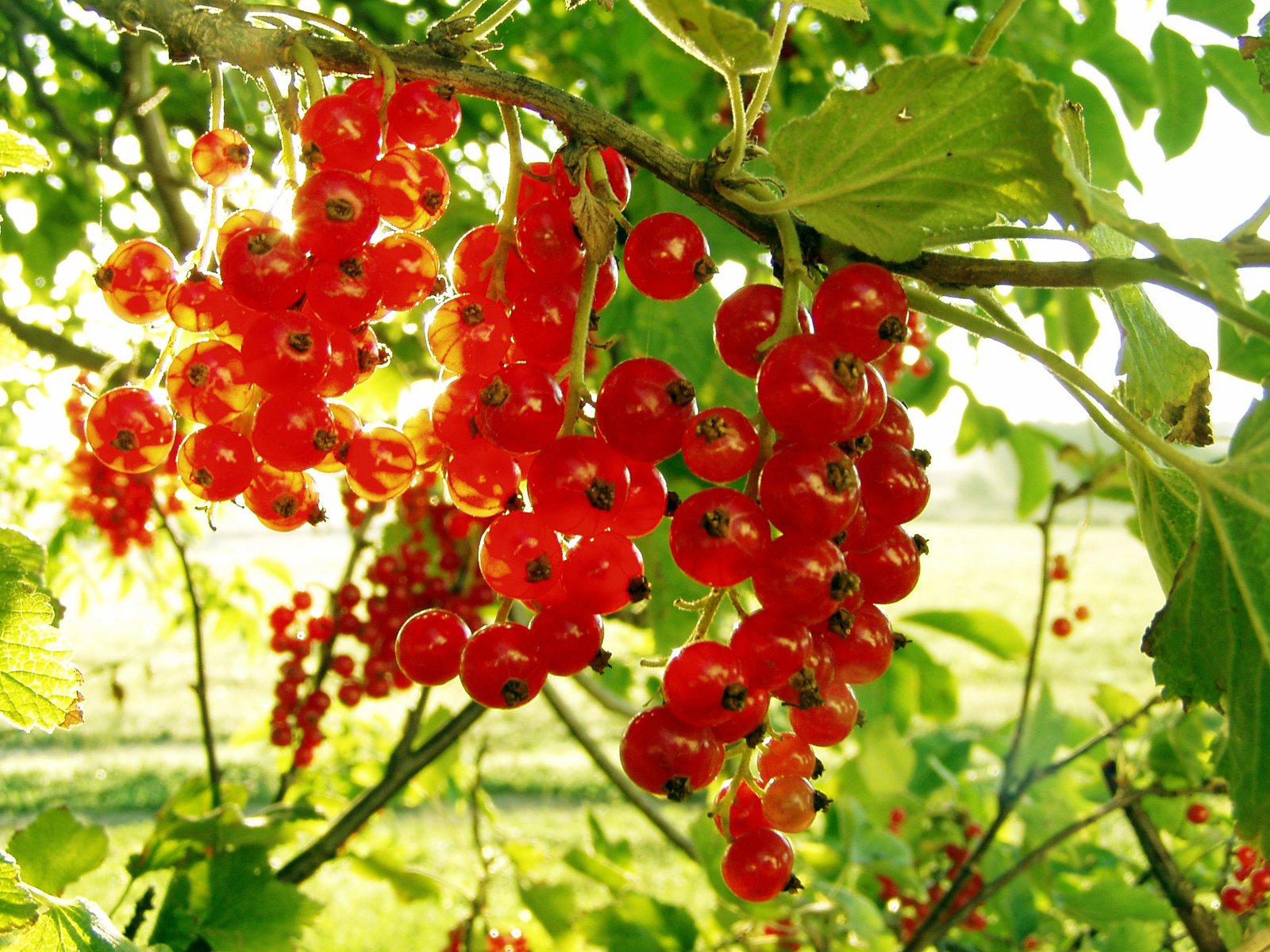 some berries are hanging from a tree in the sun