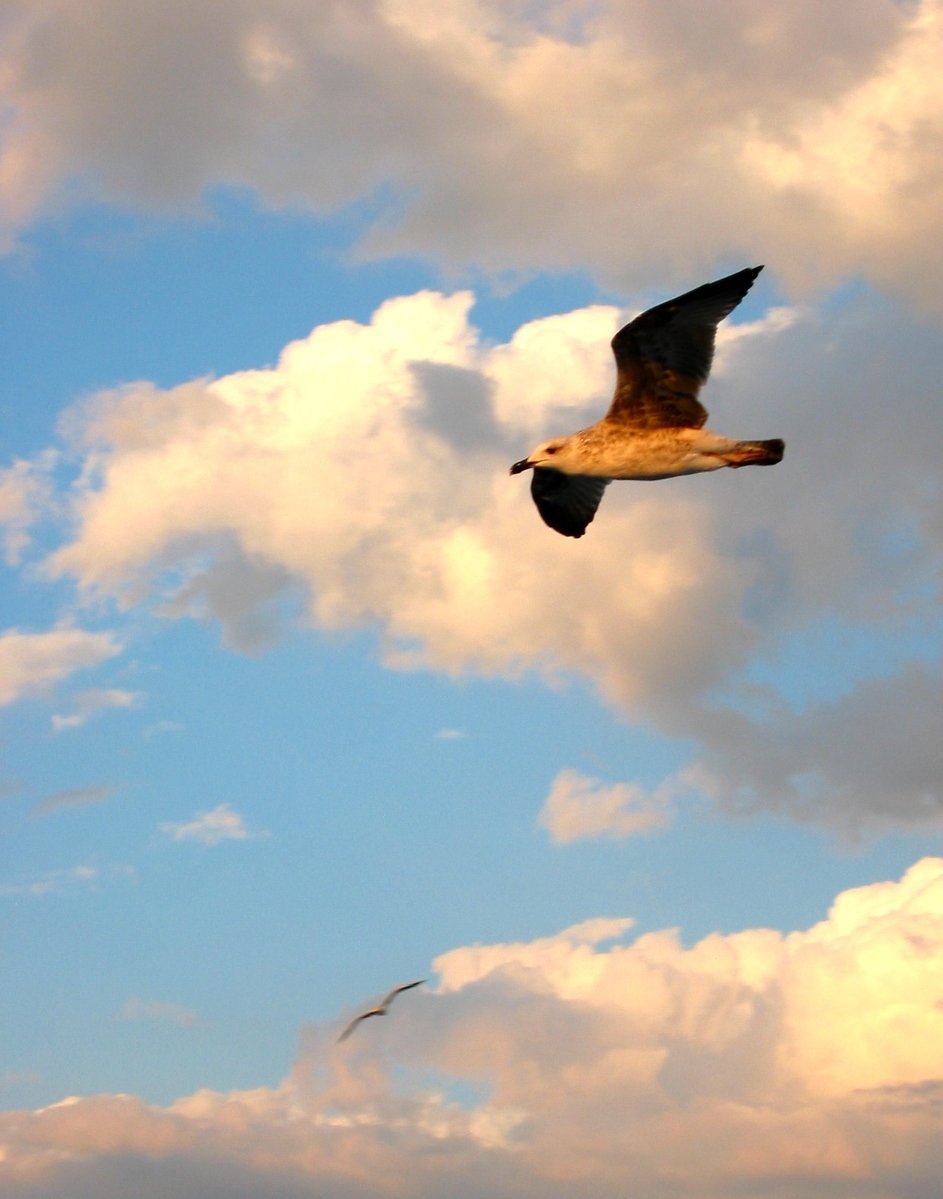 the bird is flying through the cloudy sky