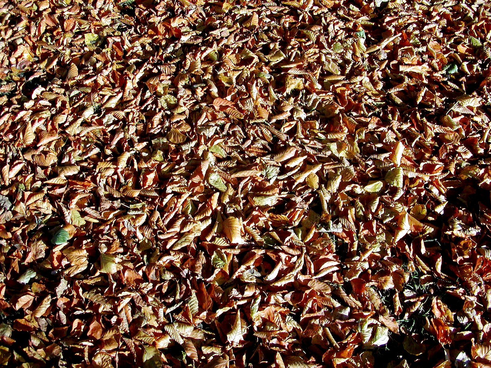 the top view of this picture shows an orange fire hydrant surrounded by leaves