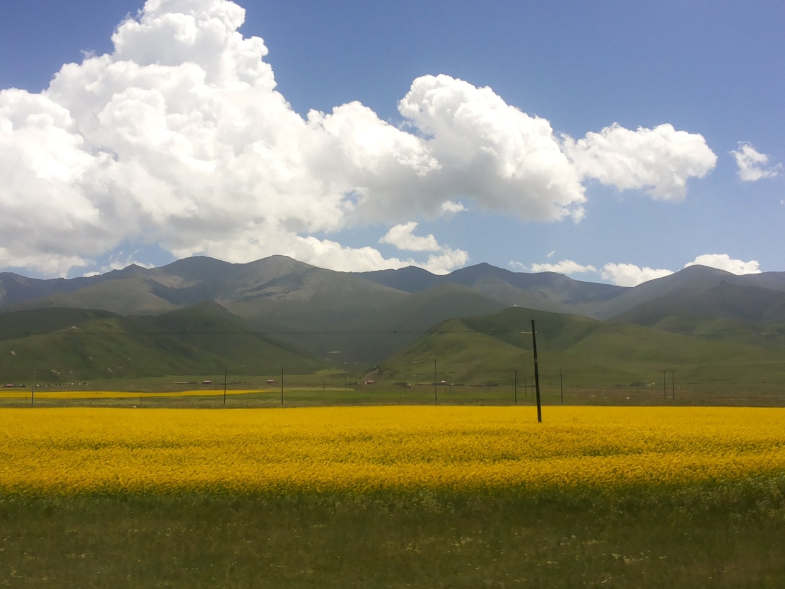 a field of yellow flowers, with mountains in the background