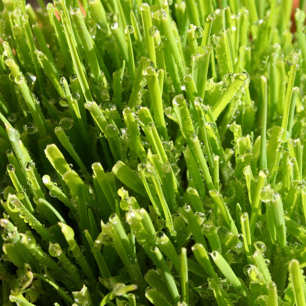 a closeup s of a grass plant