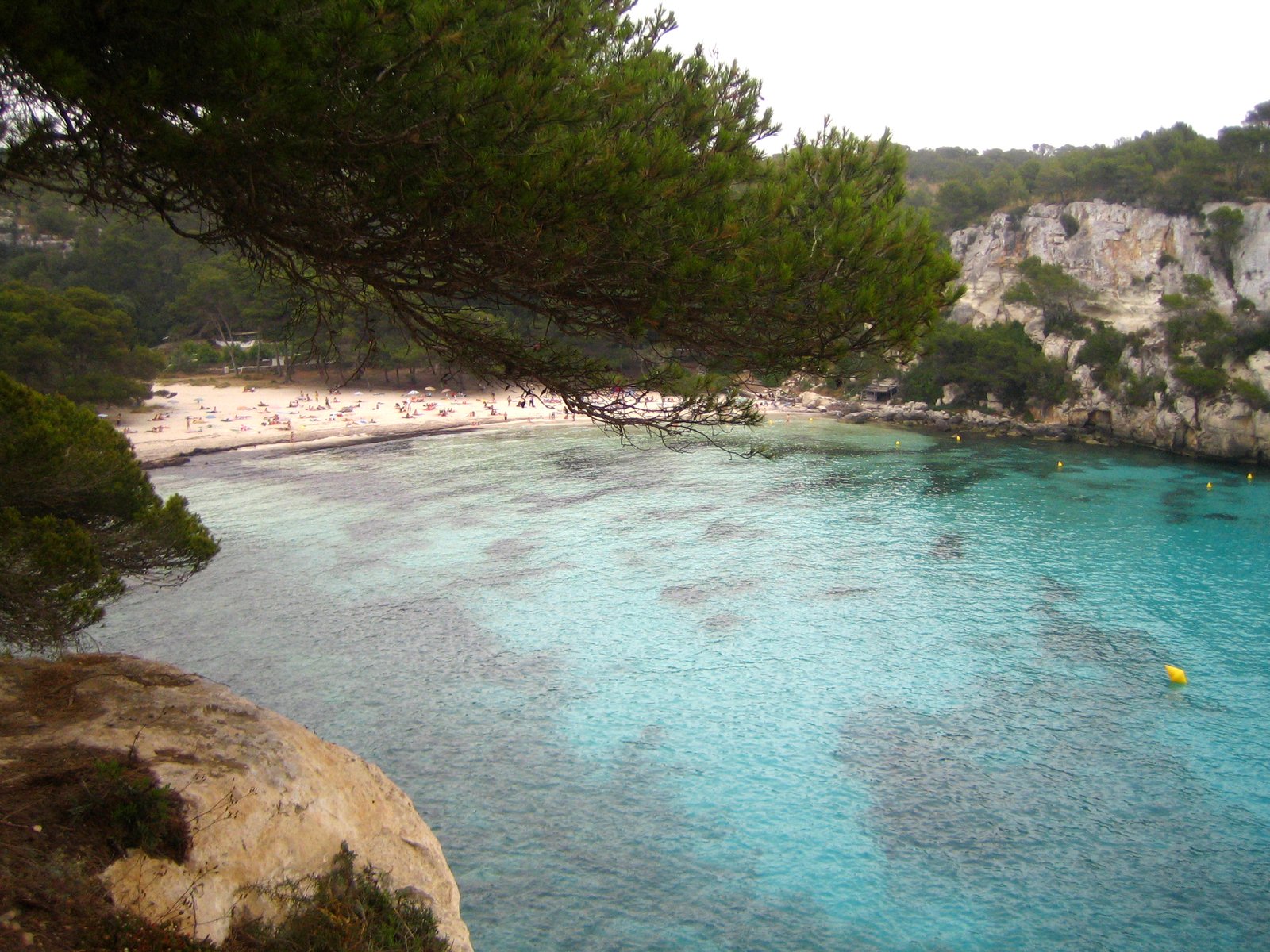 the waters around a tree are azure in the water