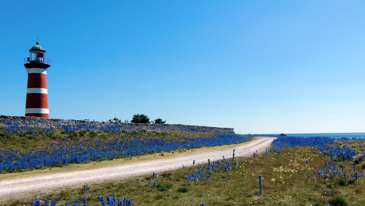 a road with blue flowers leading to a lighthouse on a hill