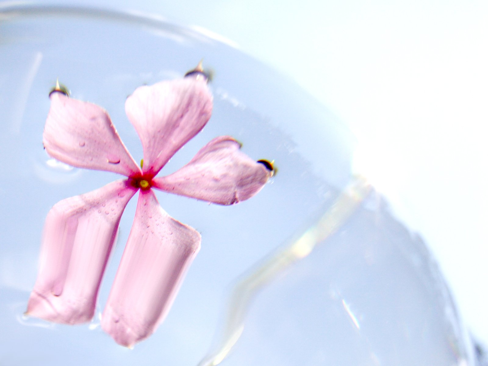 a pink flower floating in a clear vase with water
