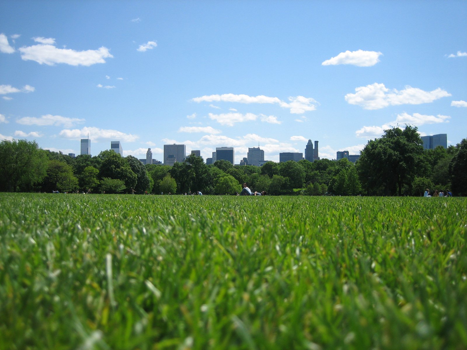 the grass is green in the city and blue skies