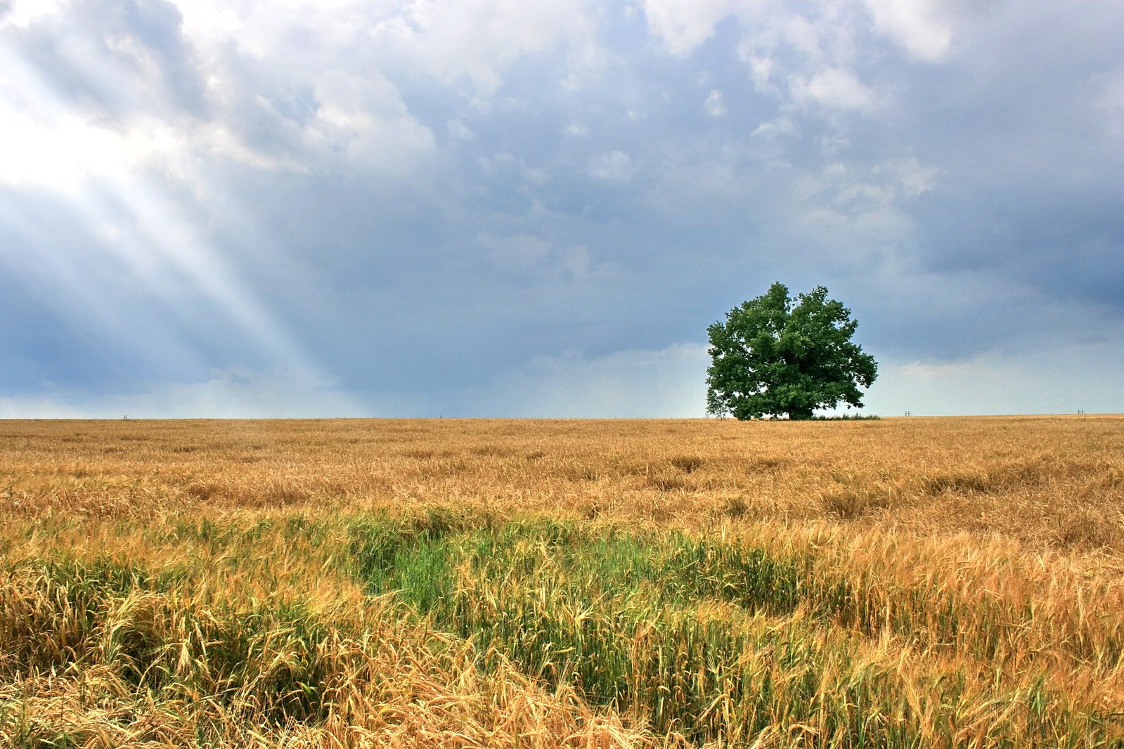 a field with trees and blue sky above