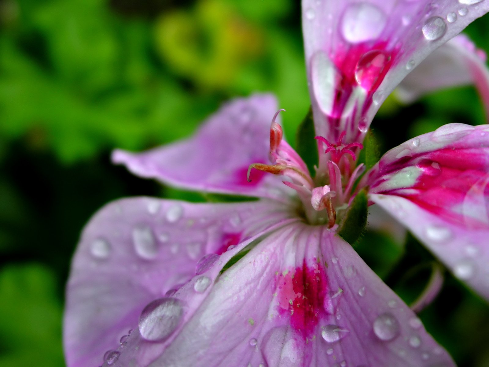 the water drops on the pink and white flower