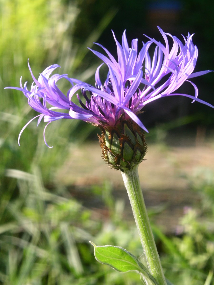 a close - up po of a purple flower in front of a blurry background