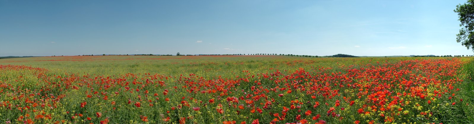 a green field with many red flowers