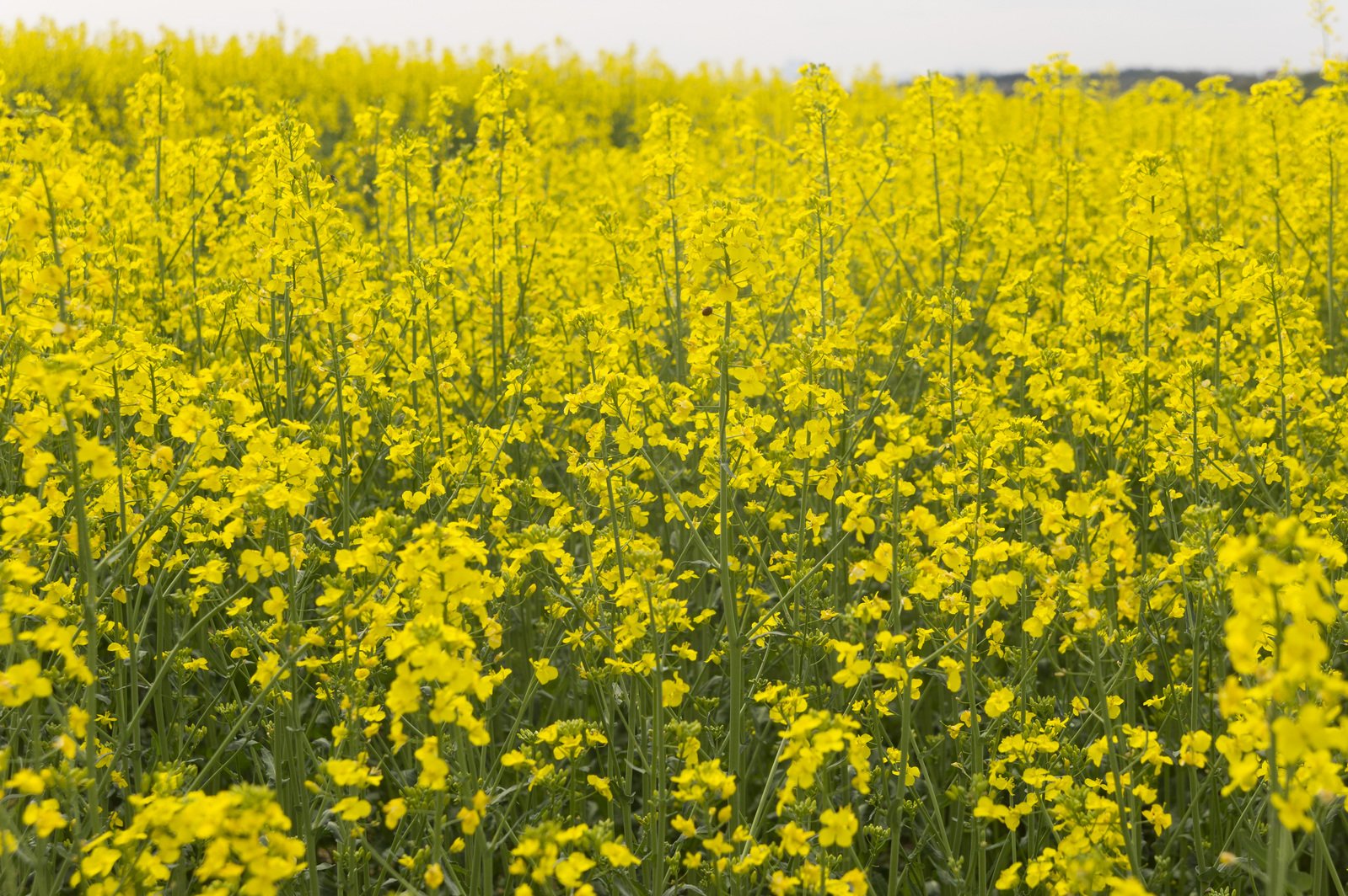 a field that has many yellow flowers in it
