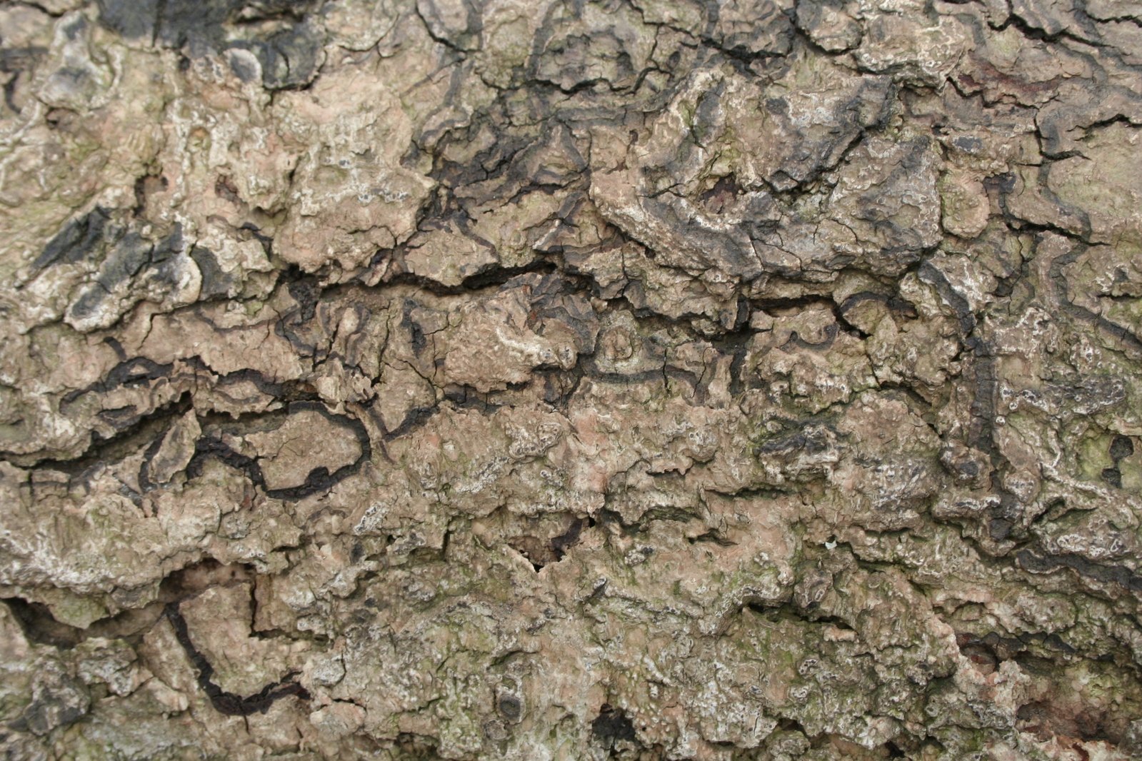 bark of a tree with black marks on the bark