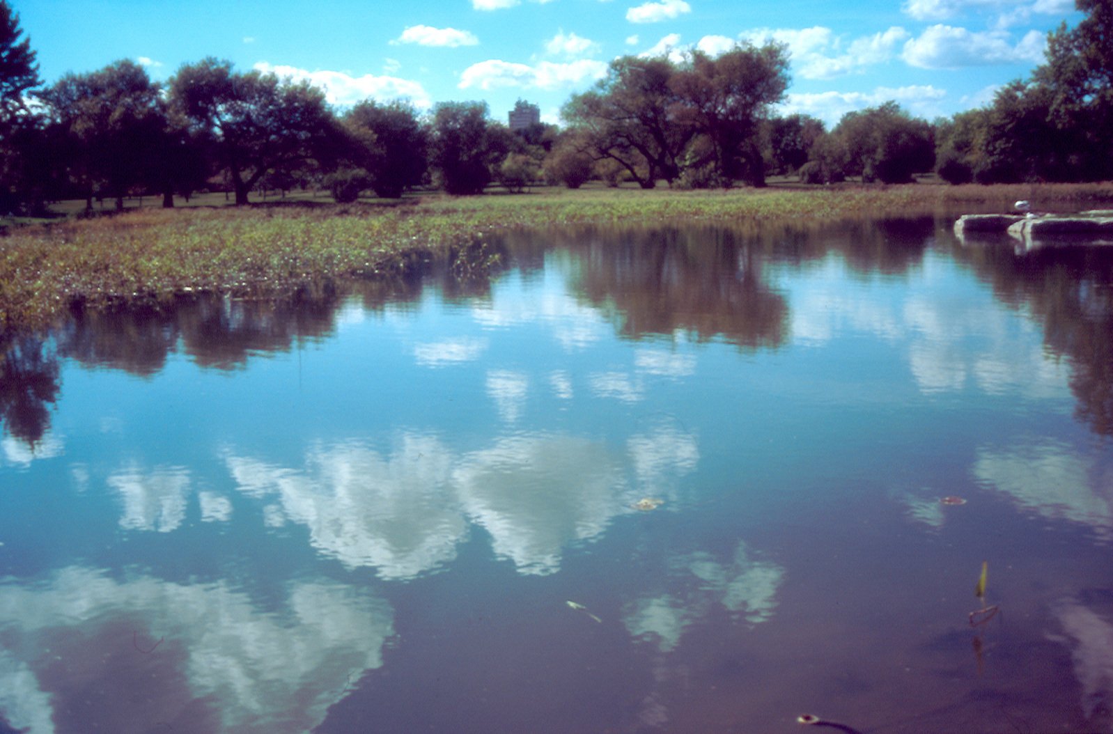 a large body of water near trees in the field