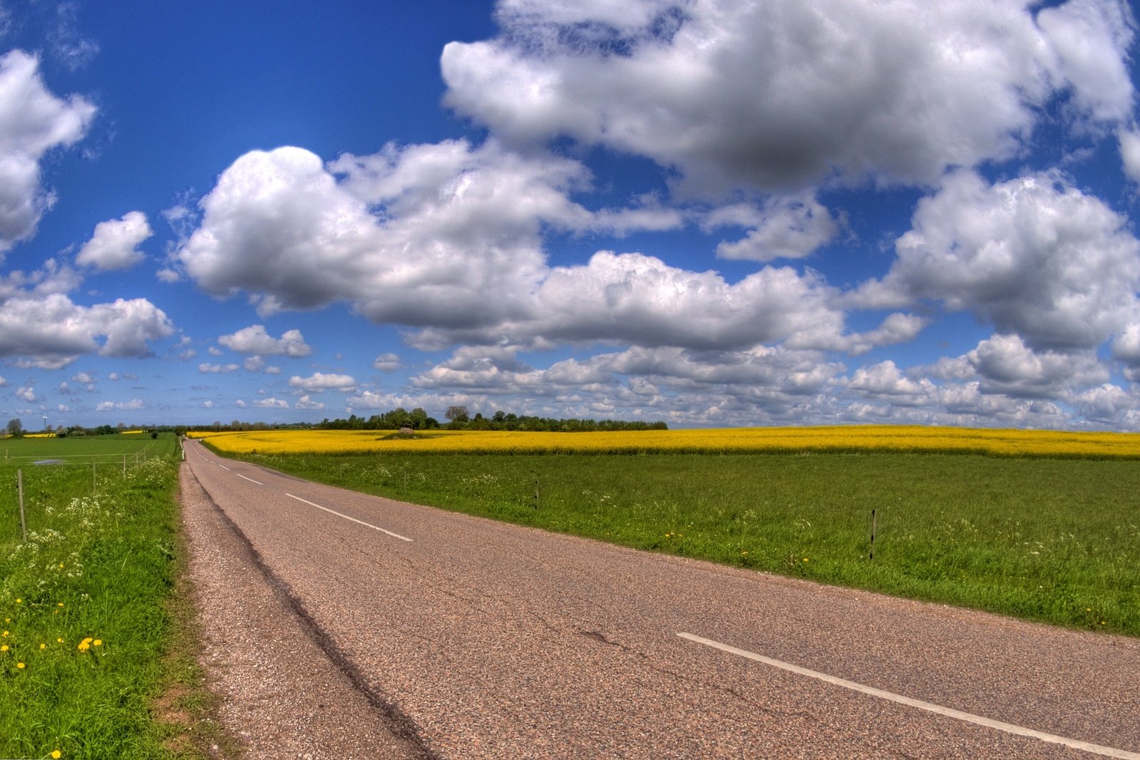 a road surrounded by flowers and green grass