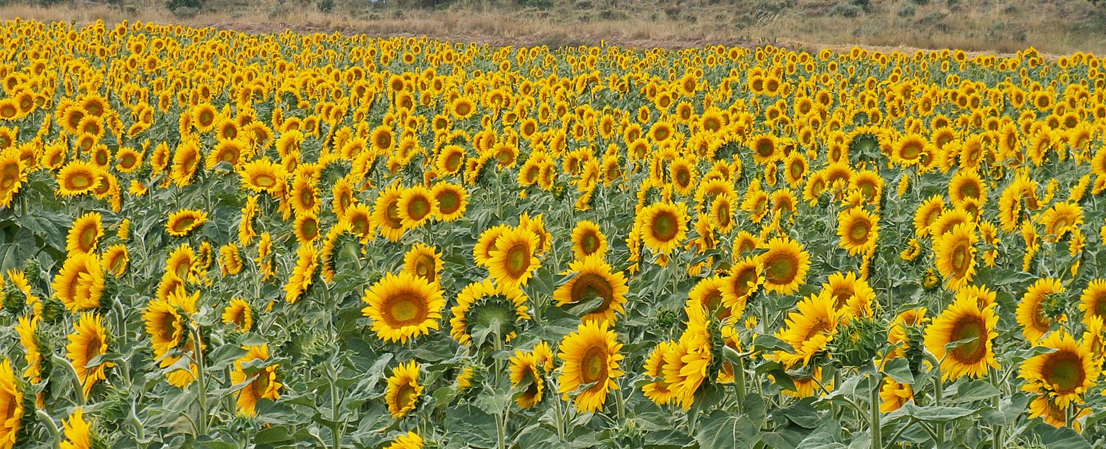 a large field full of a bunch of sunflowers