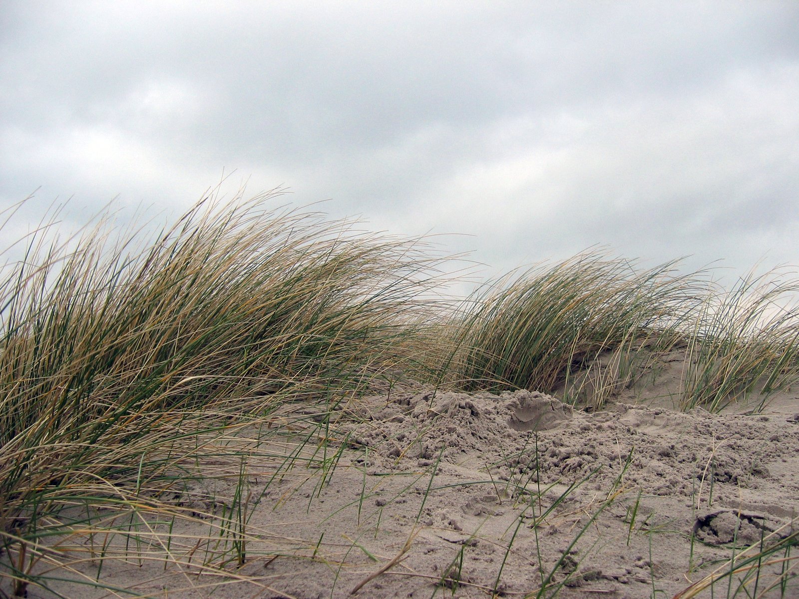 some tall grass in the sand and an overcast sky