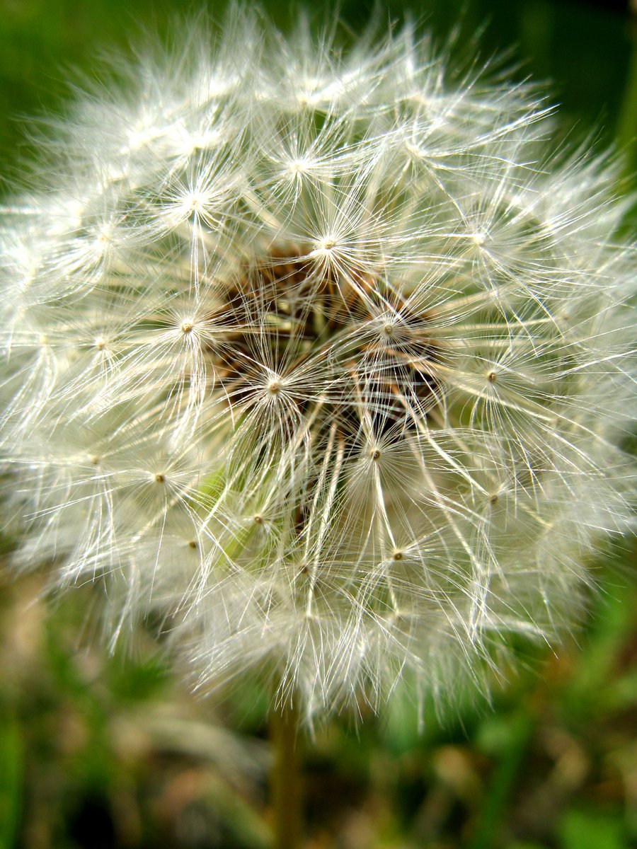 a close up of a very big dandelion