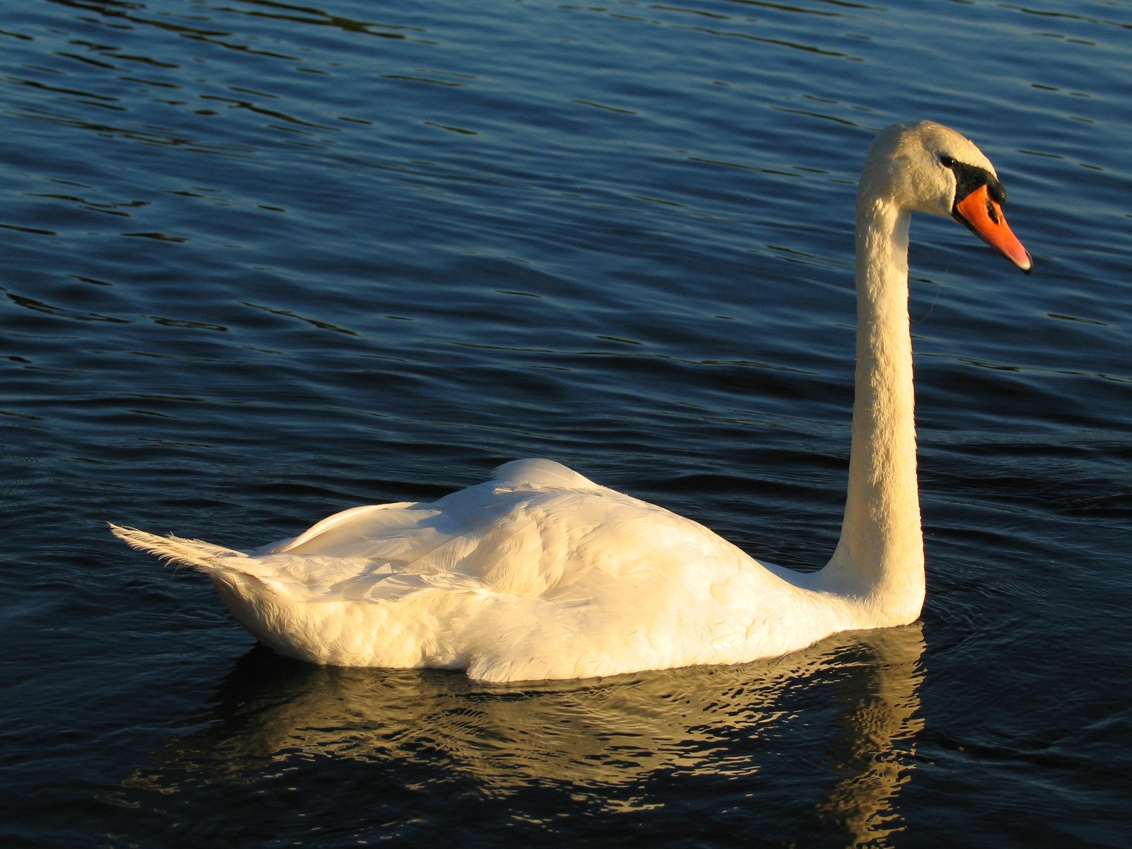 the swan swims in the water and is white