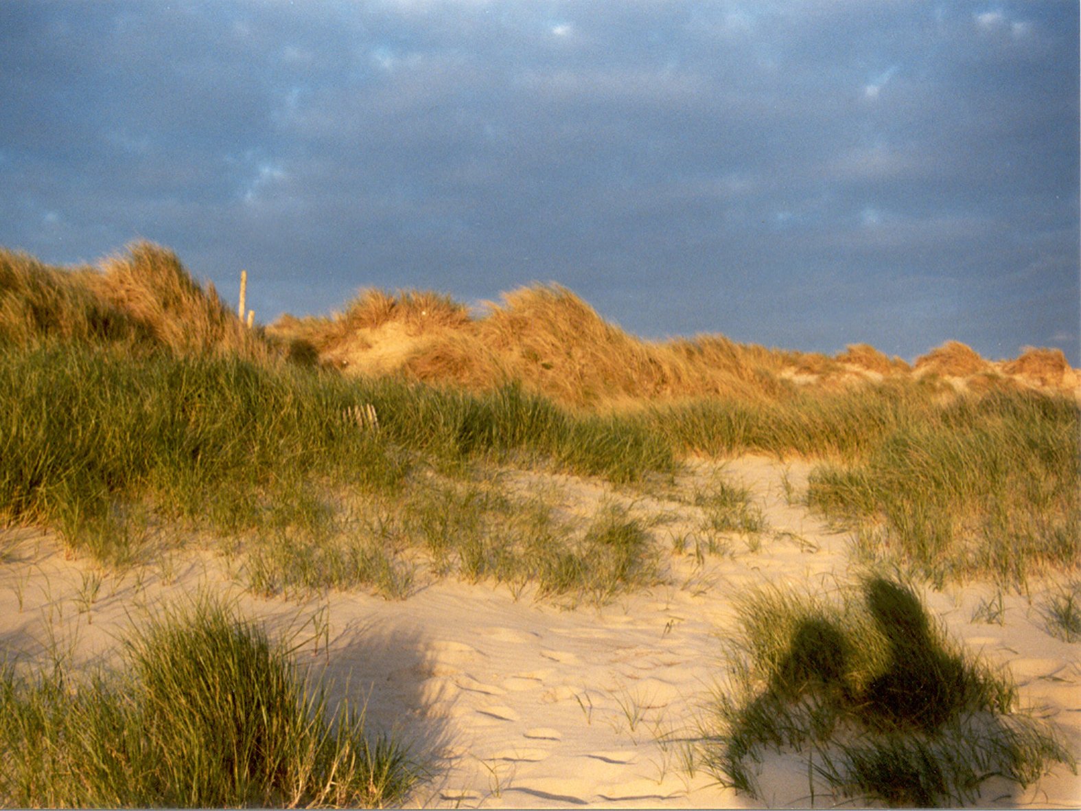 a bunch of sand dunes with grass and bushes