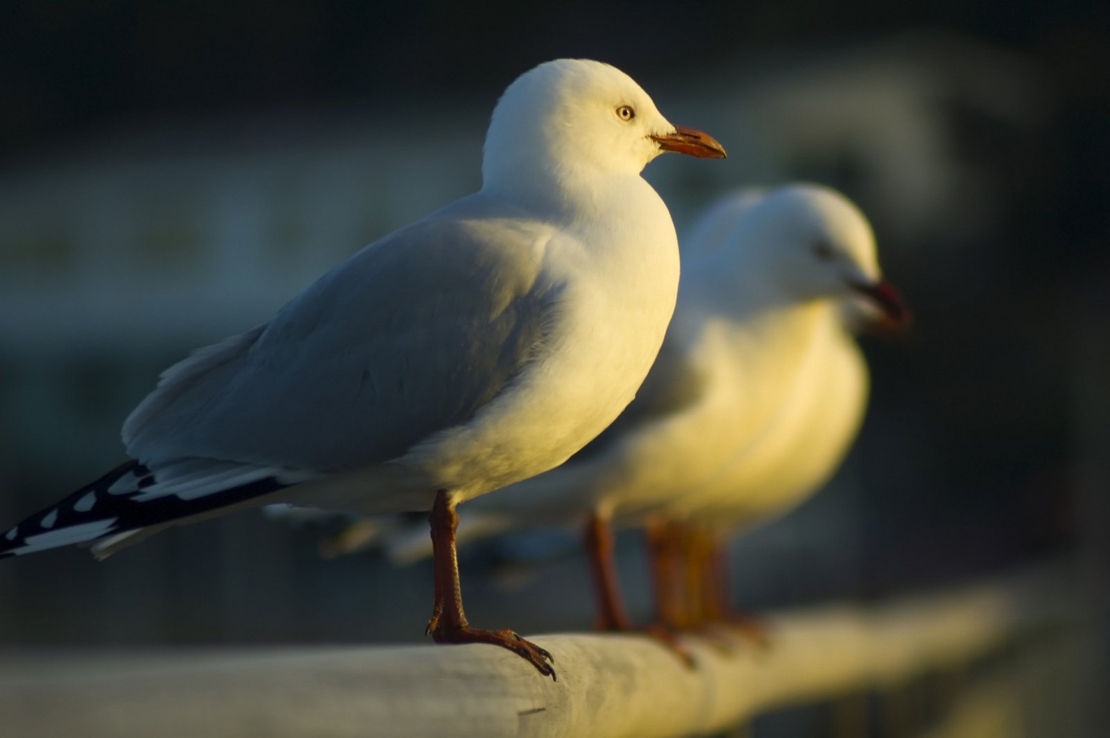 two birds are standing on a rail and one is perched on it's leg