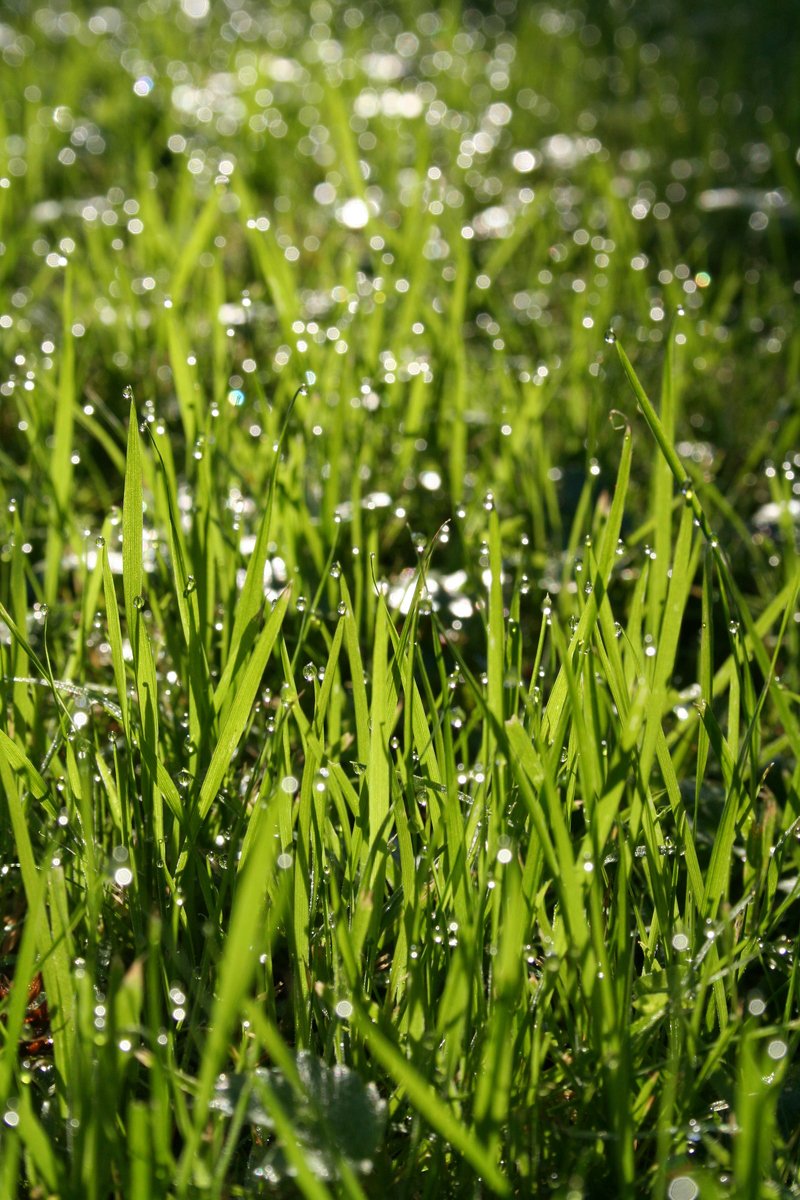 grass is covered with water droplets and drops