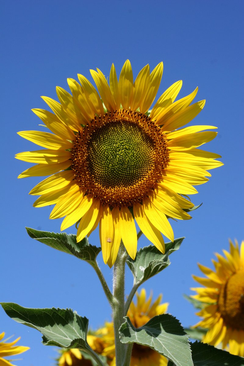 a big sunflower and blue sky in a field