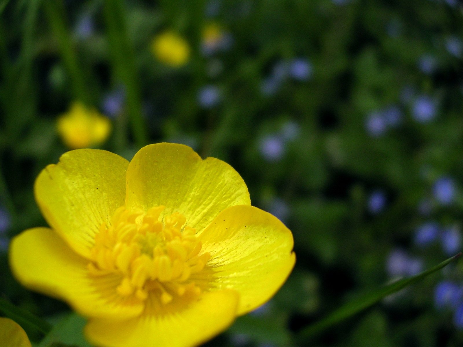 a yellow flower in front of blue and green flowers
