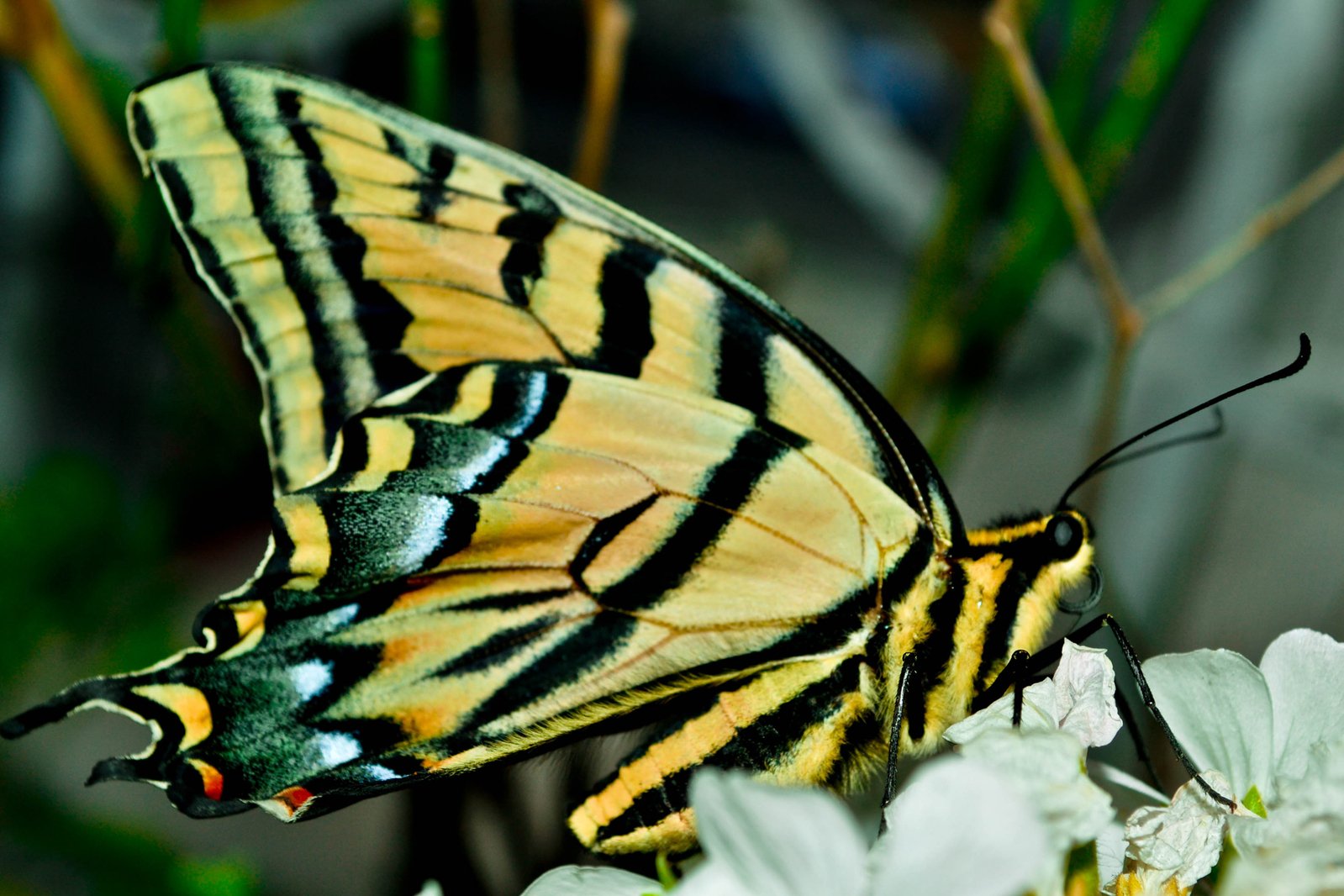 a erfly with a black and white stripe on its wings