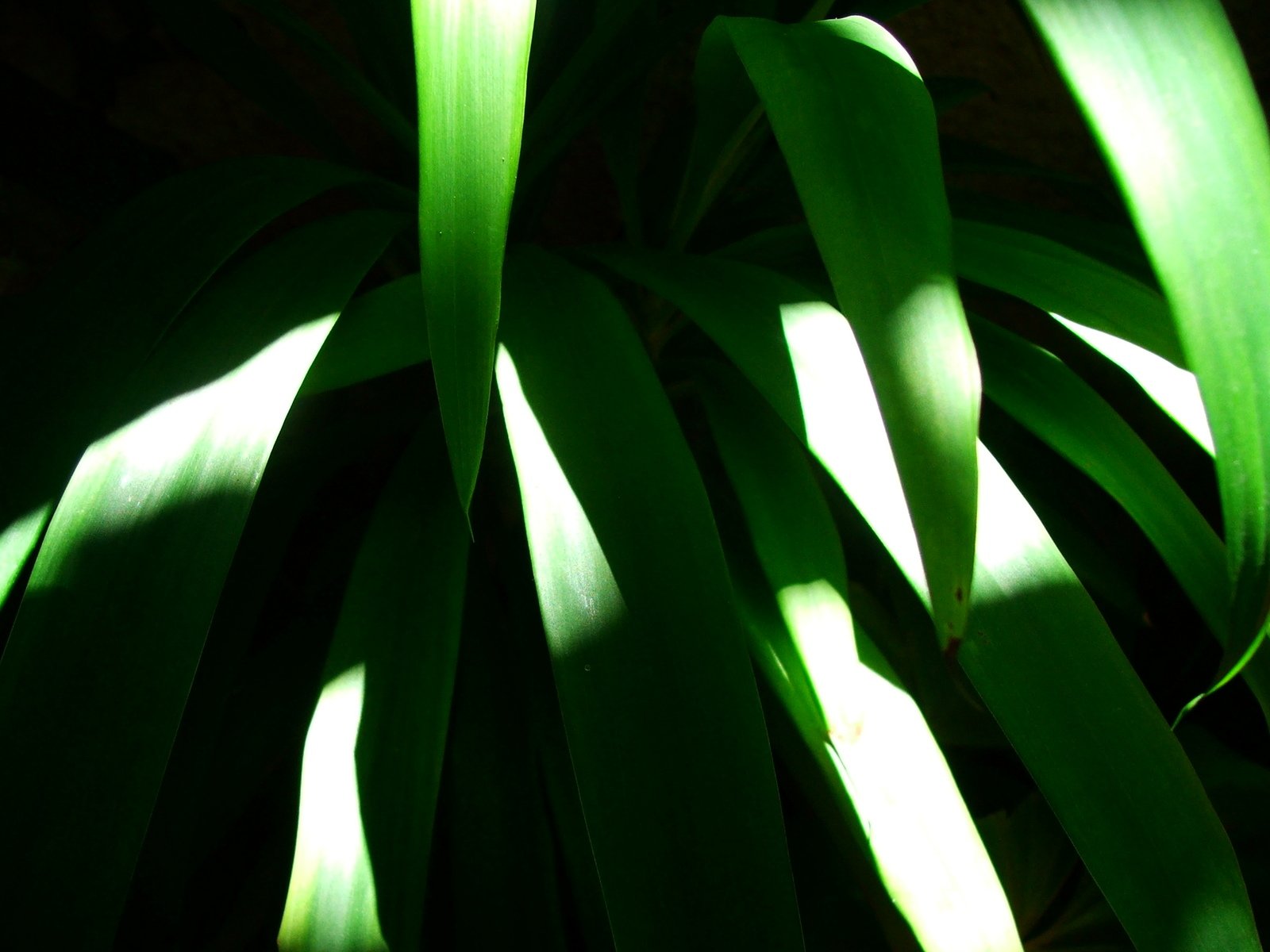 a green plant with lots of large leaves