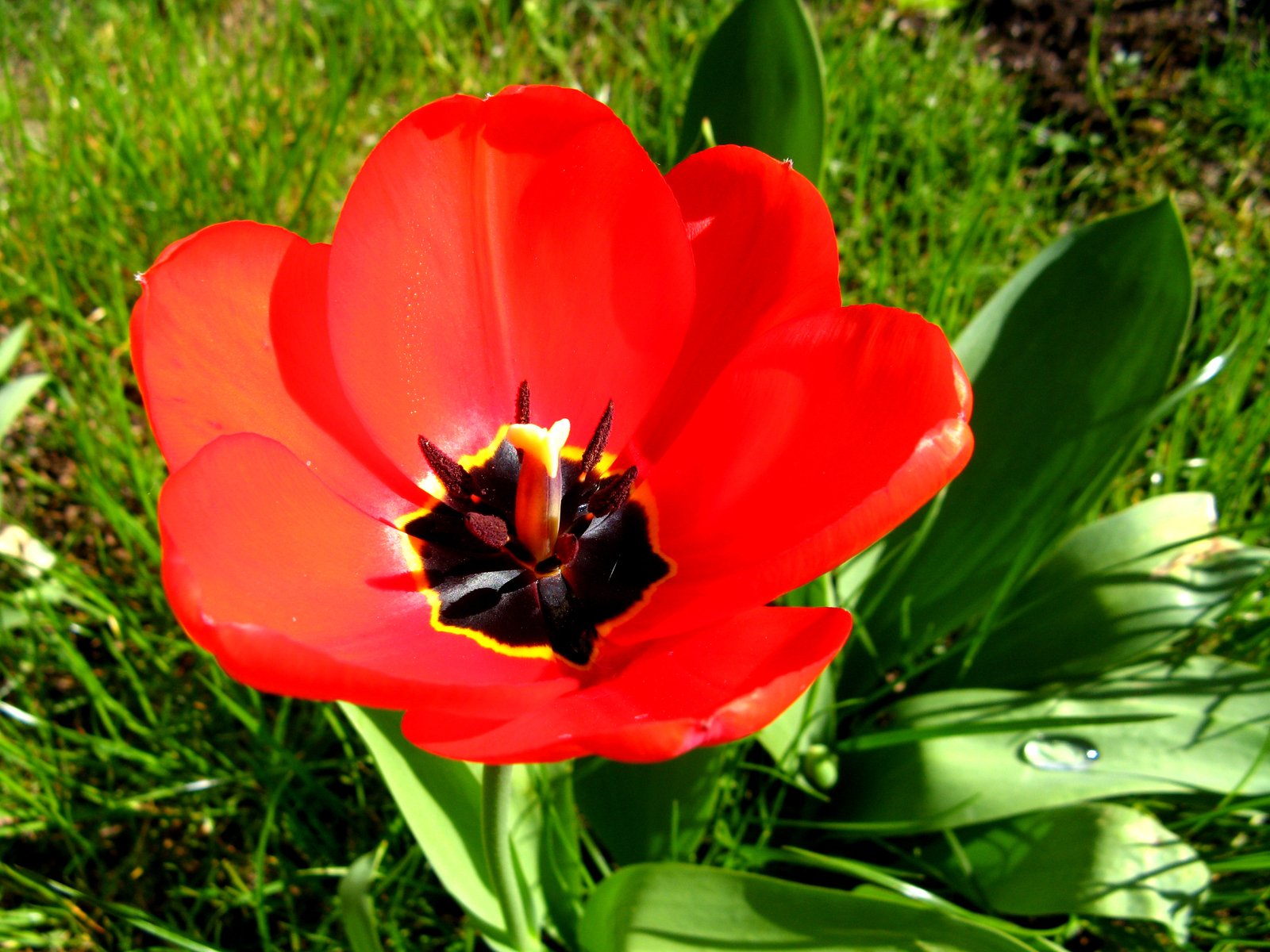 a red flower sitting in a field of green grass