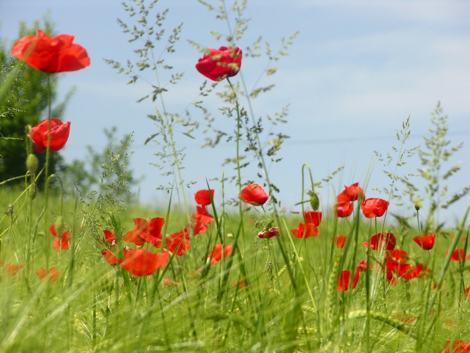 an open field of wild flowers with red poppies