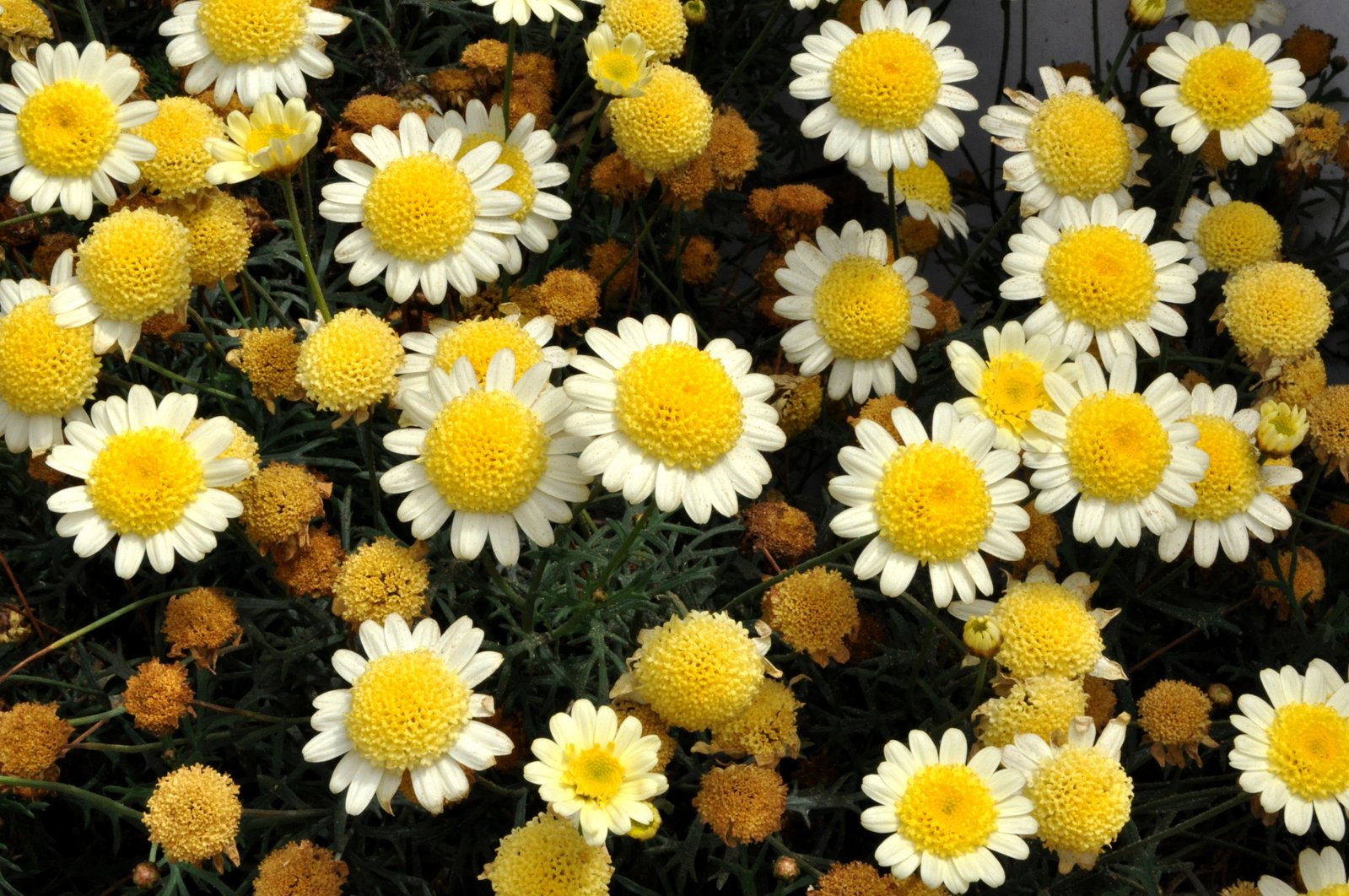 there is a bunch of white and yellow flowers