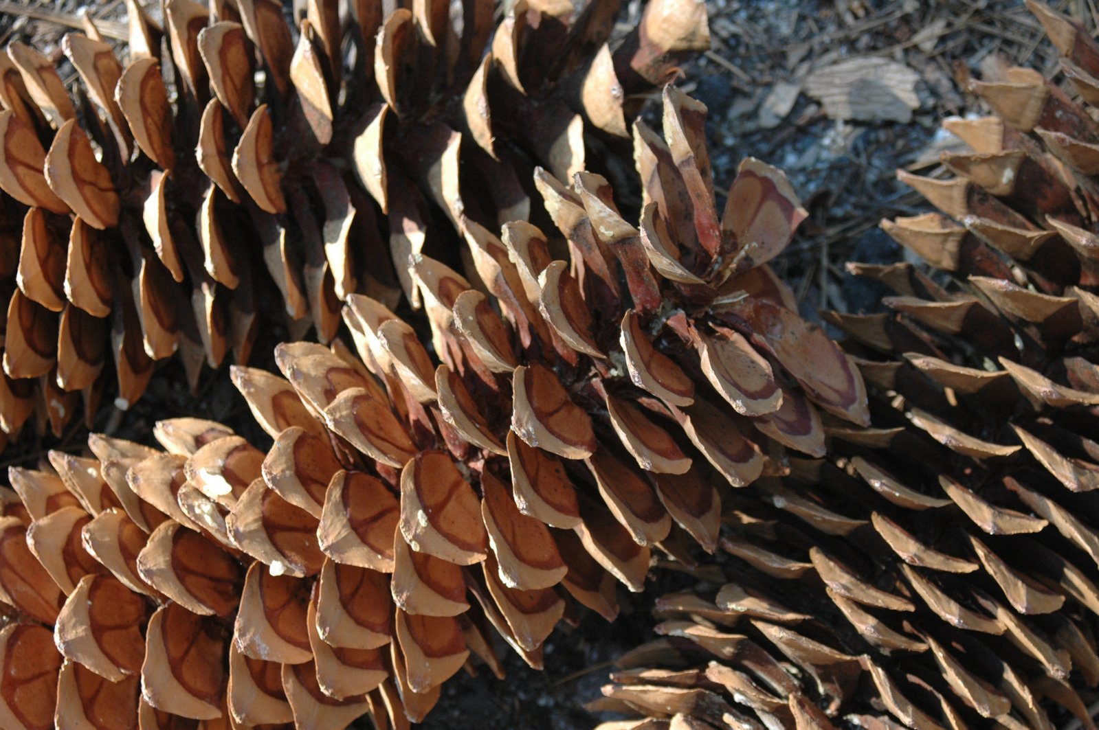 a bunch of cones of pine wood sitting on the ground