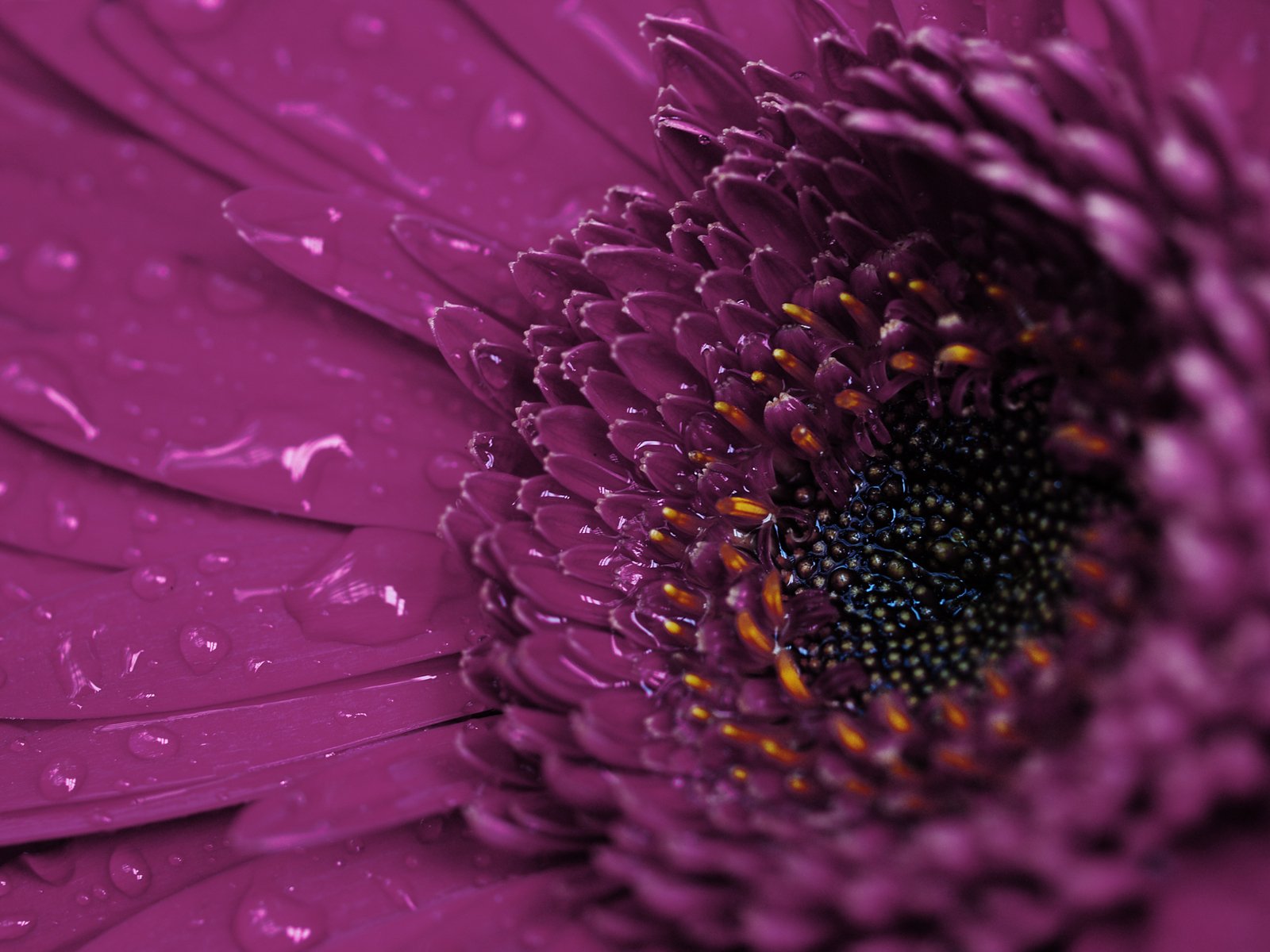 closeup of a purple flower in the rain