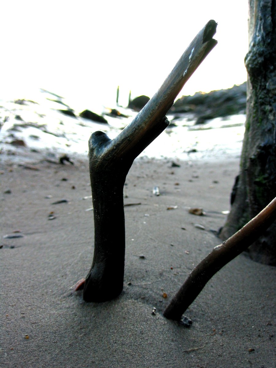 an old metal tree nch sticking out of the sand