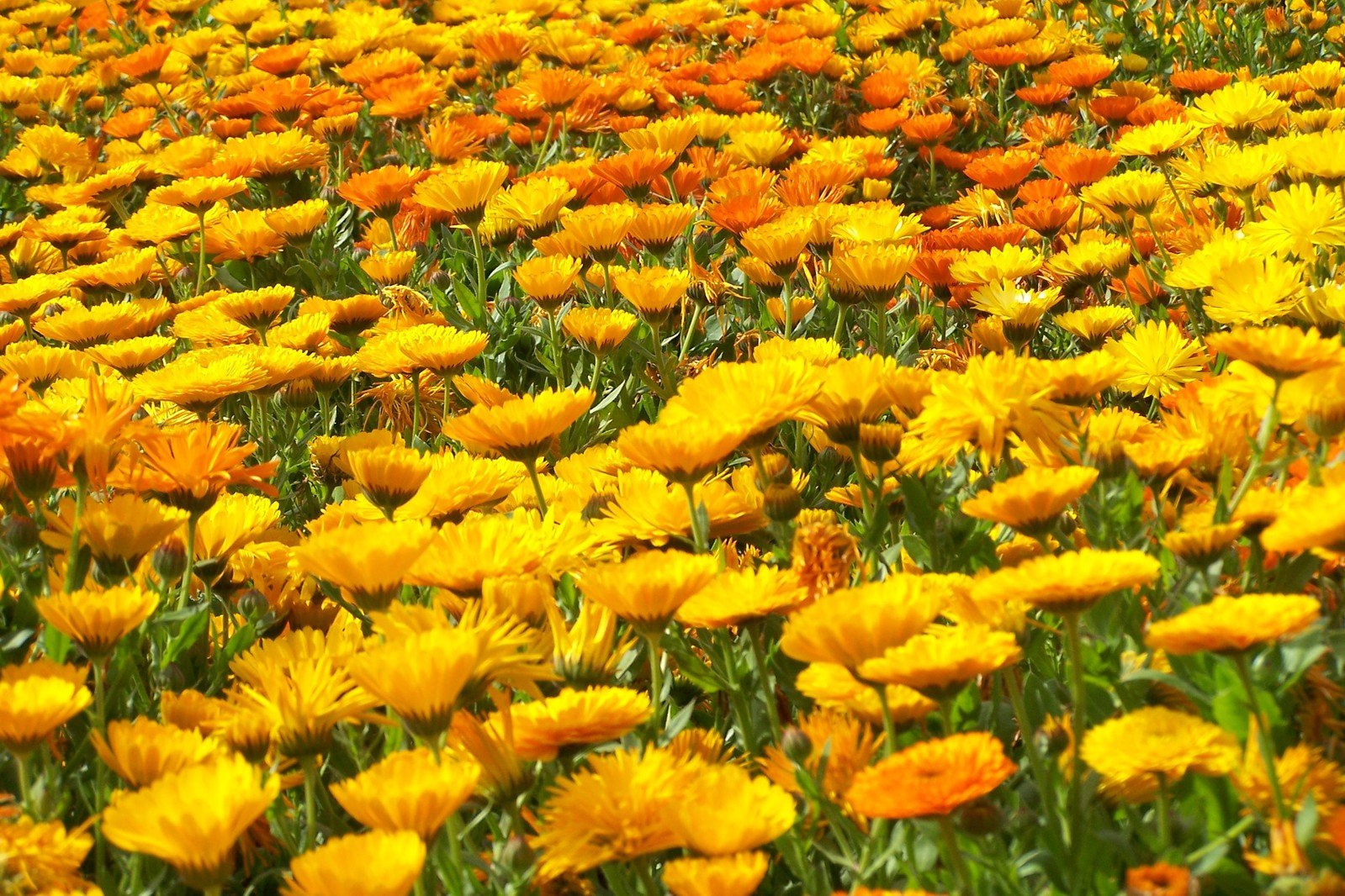 a field full of yellow and orange flowers