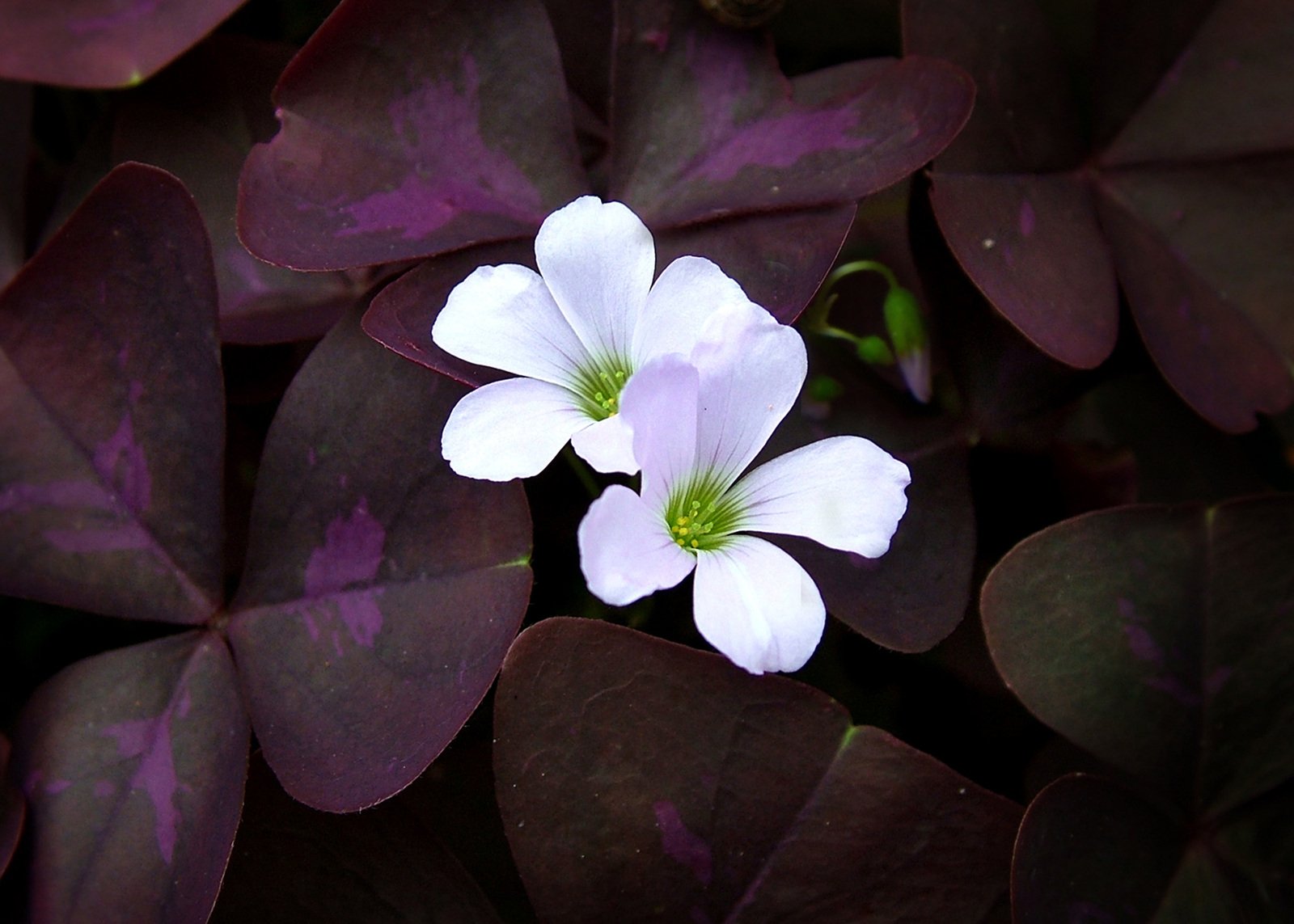 two white flowers sitting on top of some purple leaves