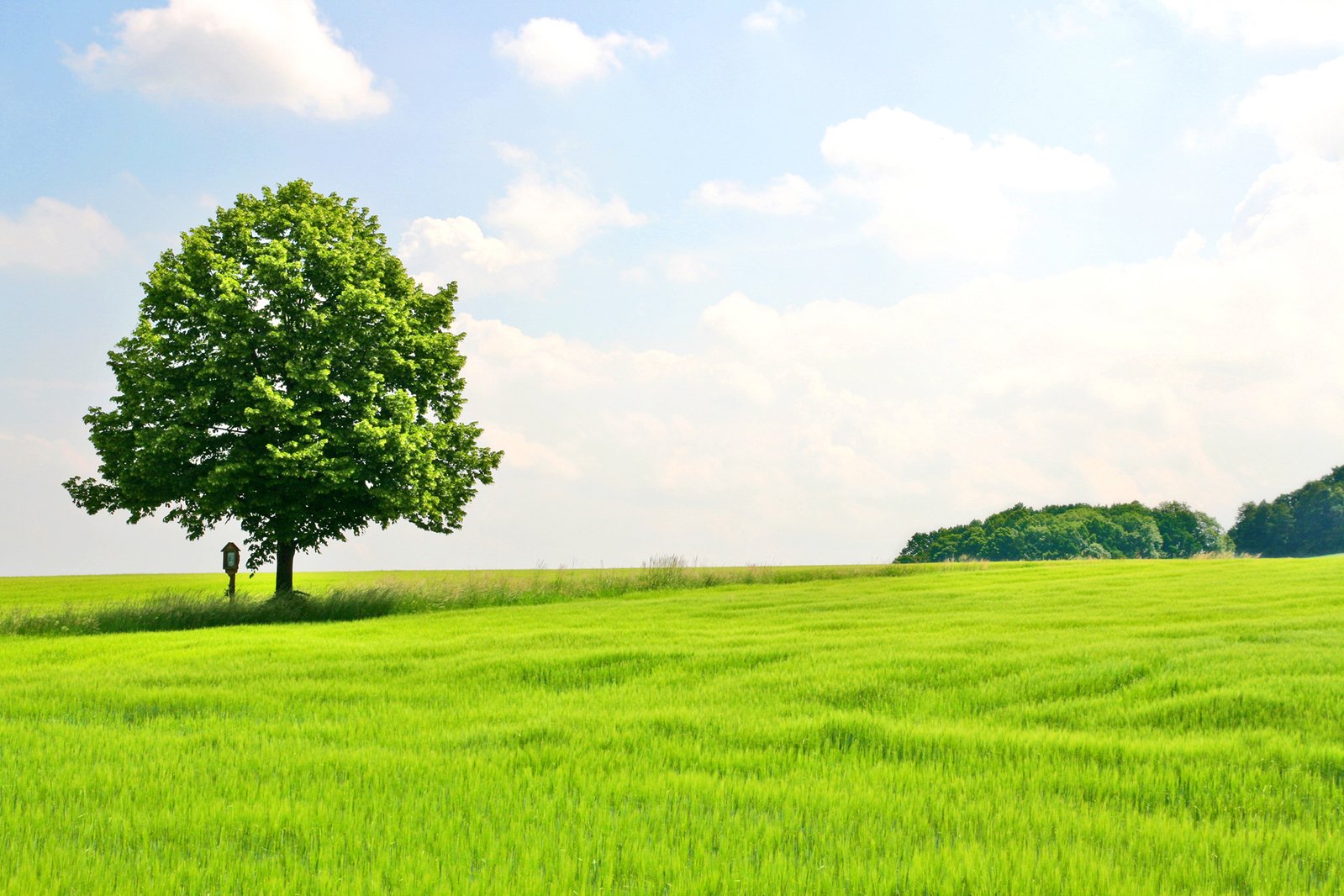 a tree on top of a lush green field