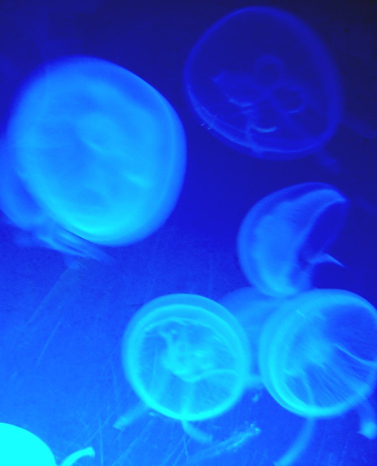 jellyfish swims in the water and glows blue