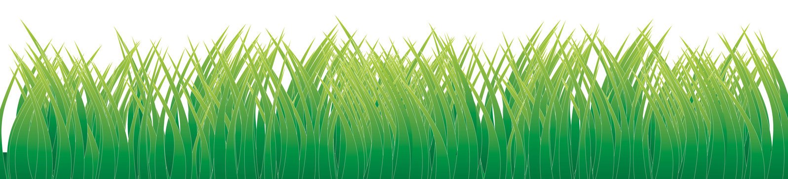 grass is growing with white background